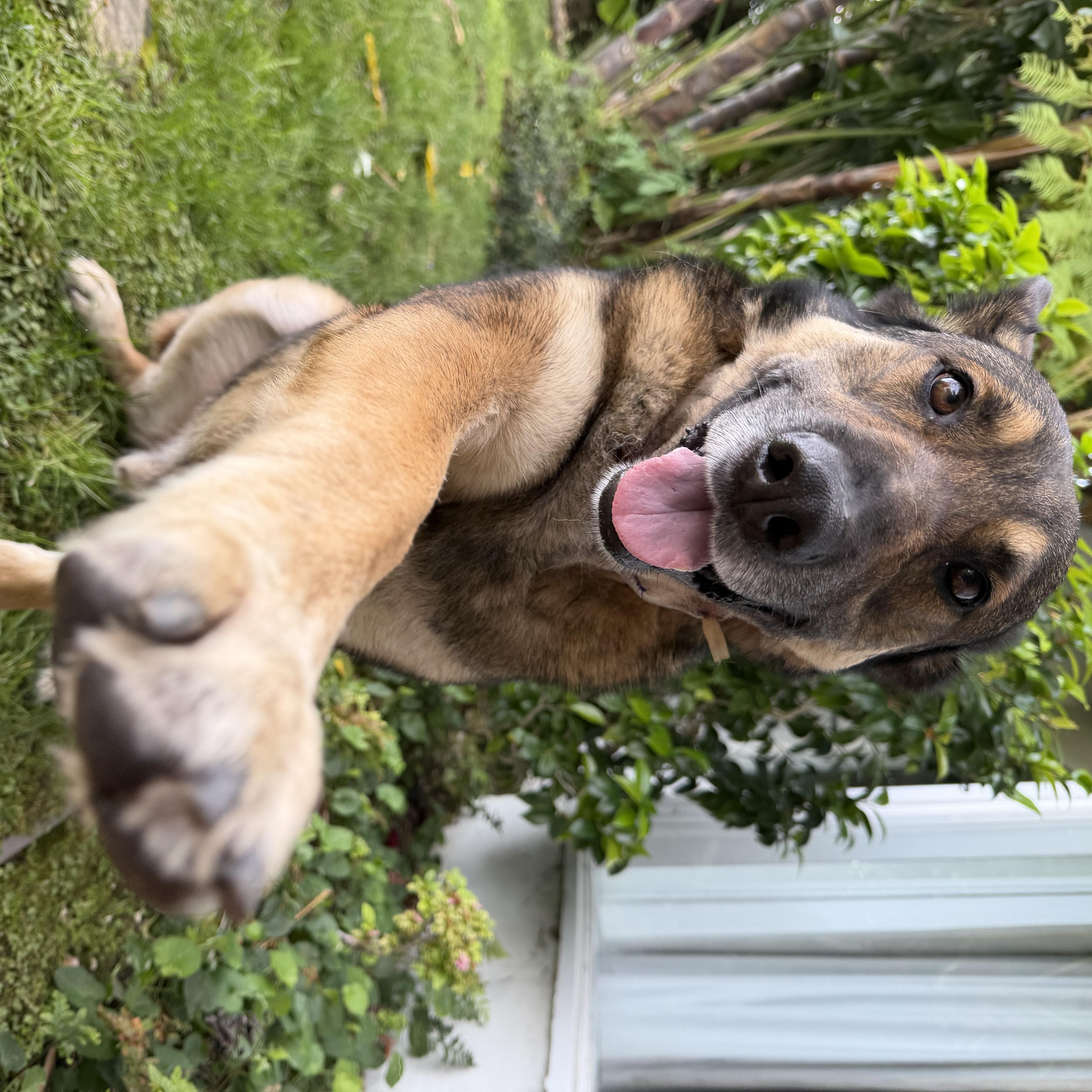 Bailey , Adoptable, Adult Male German Shepherd Dog.