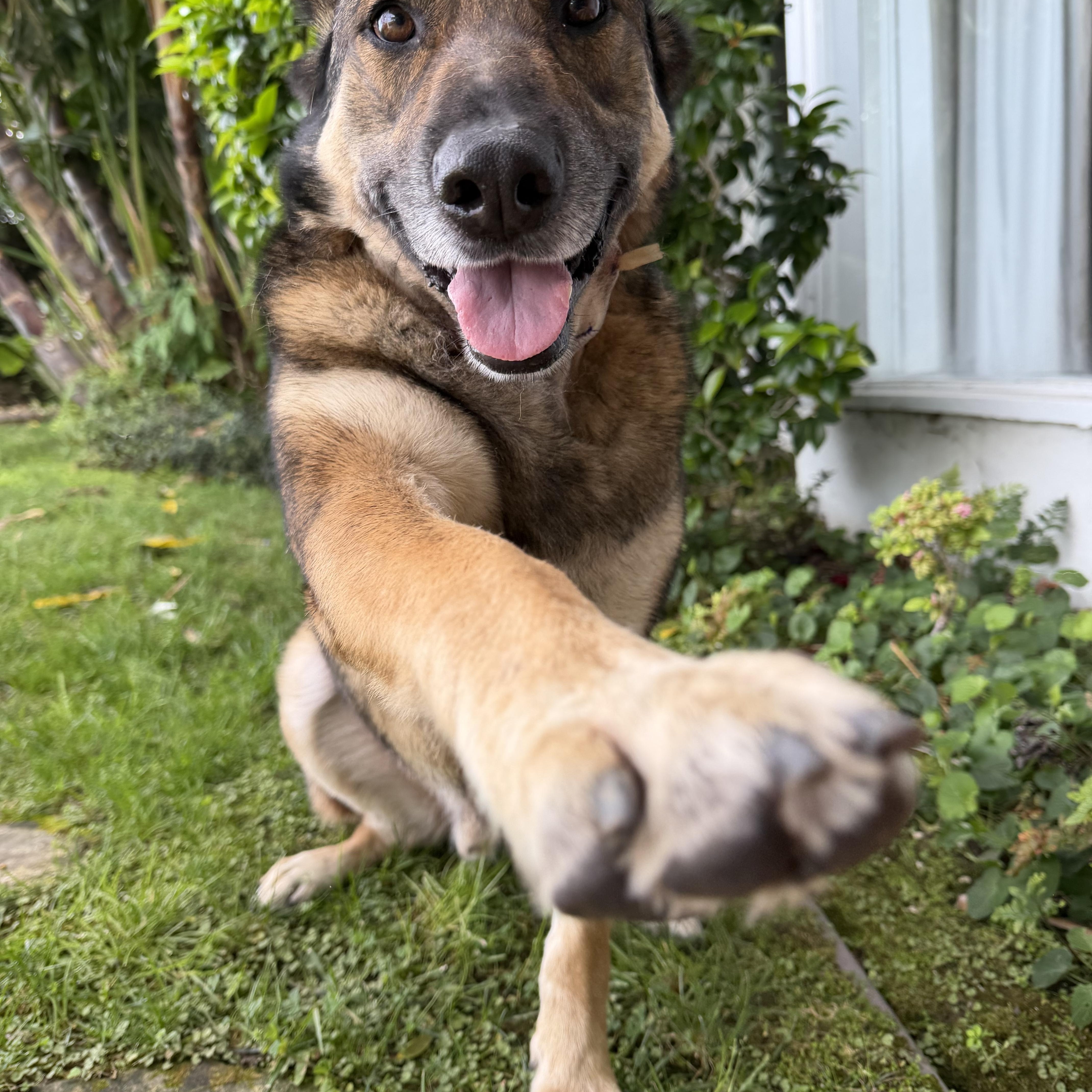 Enlarge Bailey , a Adoptable German Shepherd Dog in Murrieta, CA image 1/3