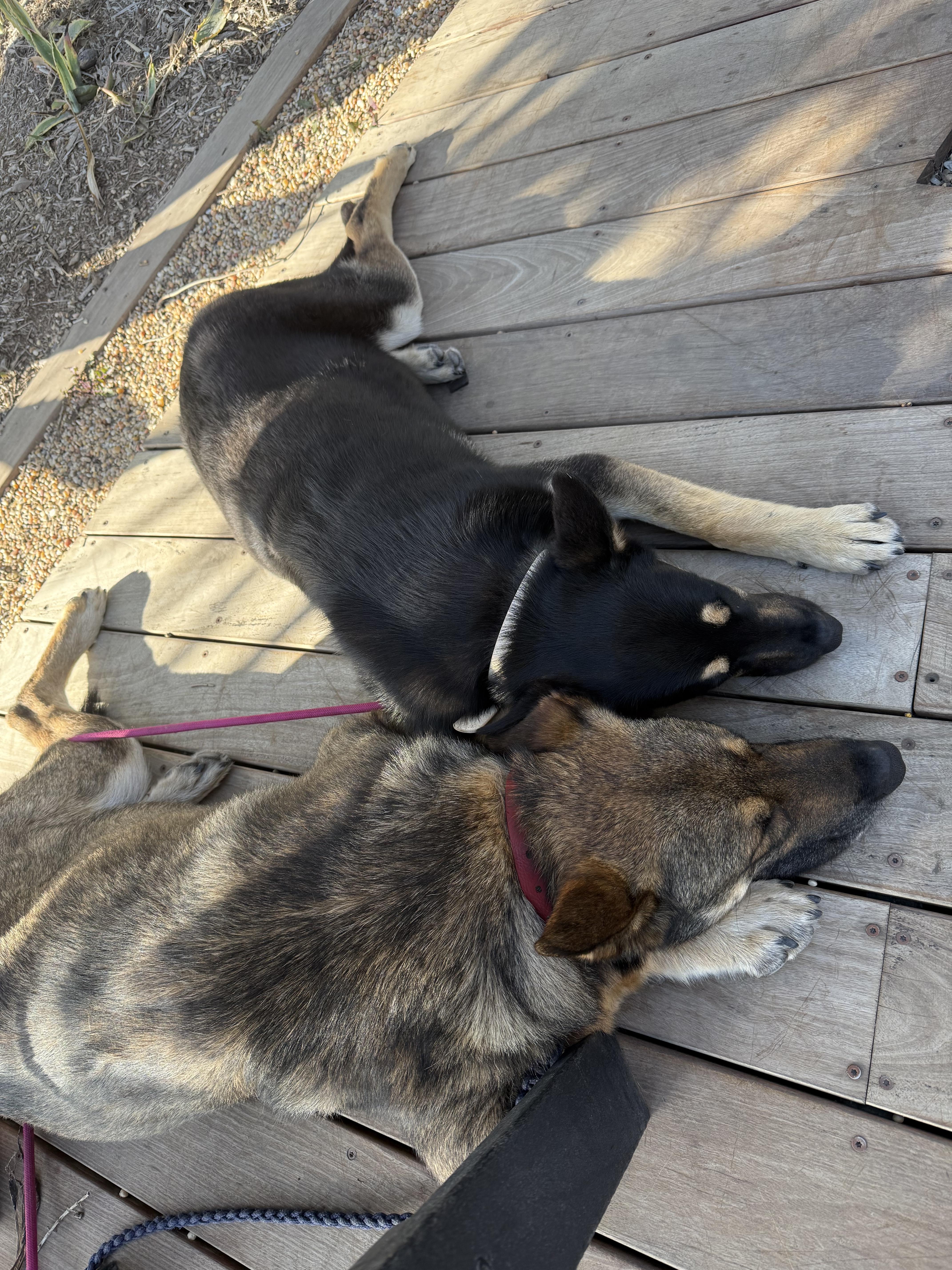 Enlarge Maso and Bailey (Bonded dad + daughter), a Adoptable German Shepherd Dog in Murrieta, CA image 1/1