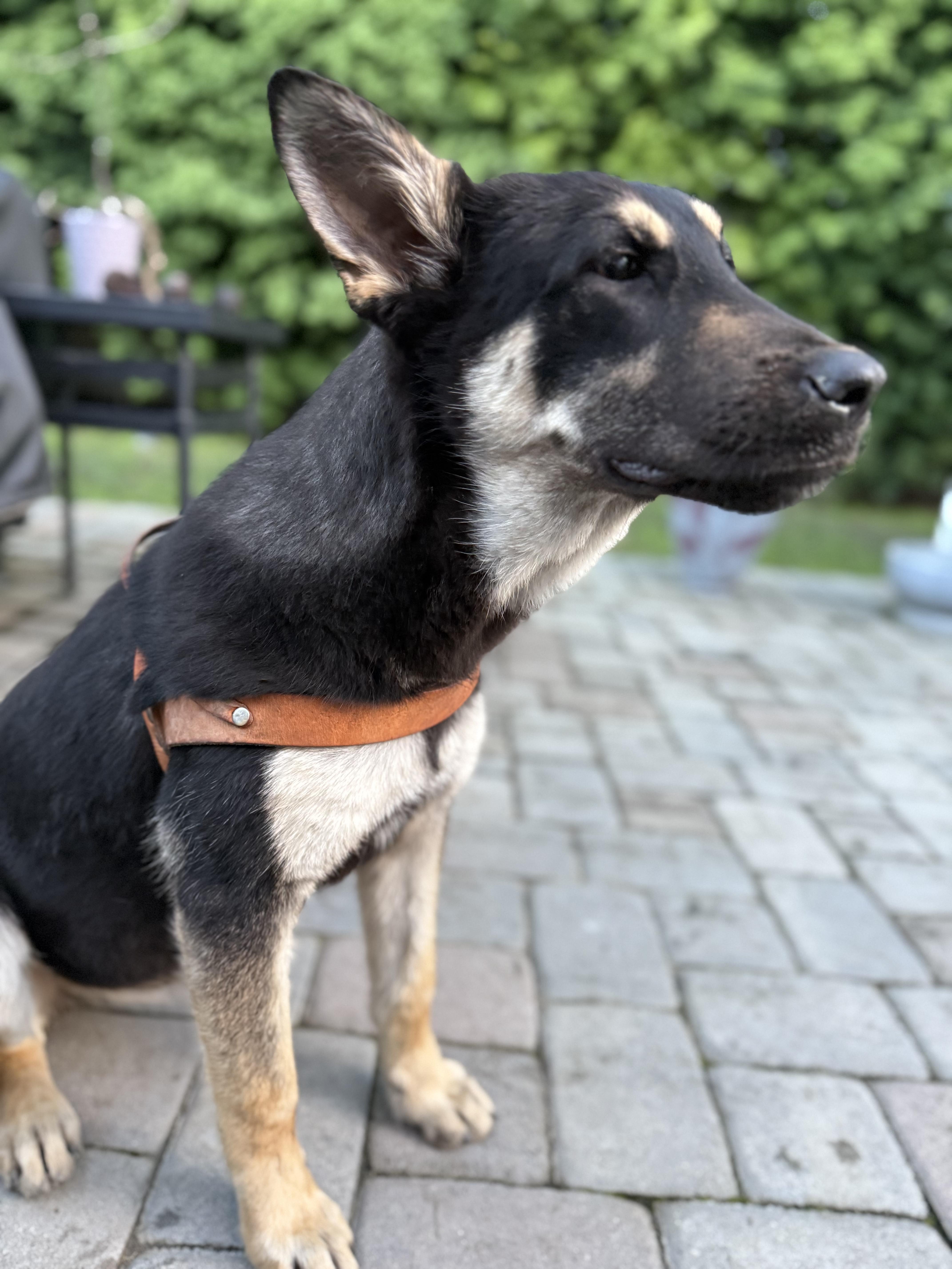 Enlarge Maso and Bailey (Bonded dad + daughter), a Adoptable German Shepherd Dog in Murrieta, CA image 1/3