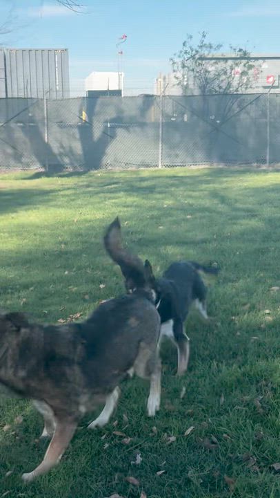Enlarge Maso and Bailey (Bonded dad + daughter), a Adoptable German Shepherd Dog in Murrieta, CA video 2/3