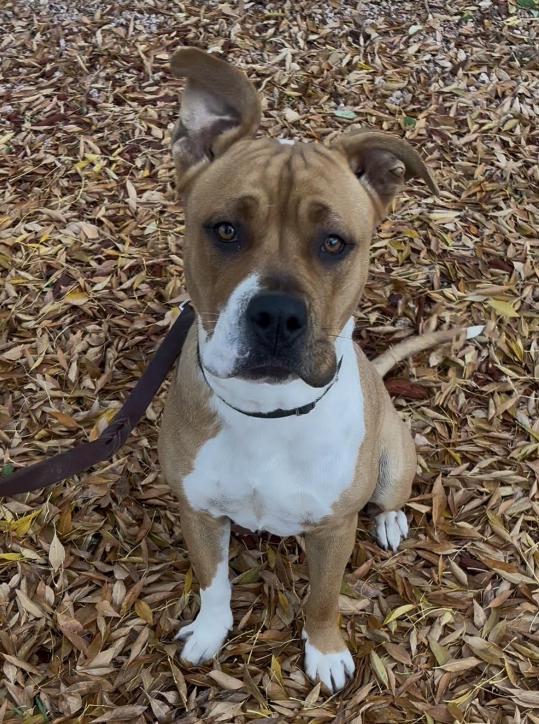 Enlarge Sunflower, a ADOPTABLE mixed breed in Payson, AZ image 4/4