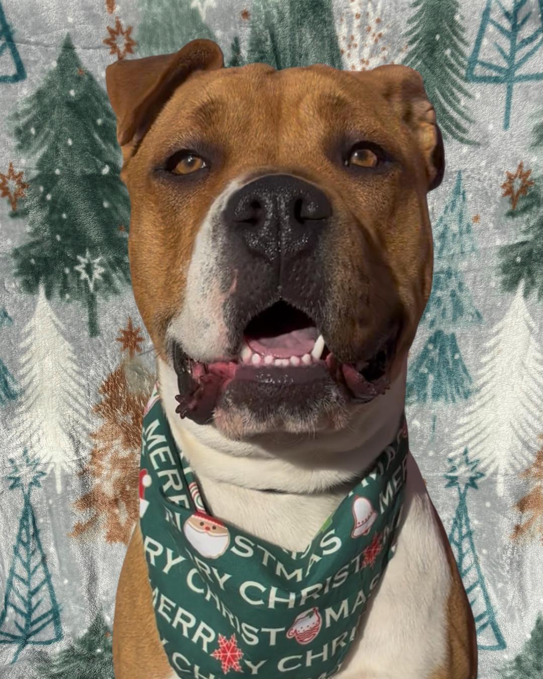 Enlarge Sunflower, a ADOPTABLE mixed breed in Payson, AZ image 1/4