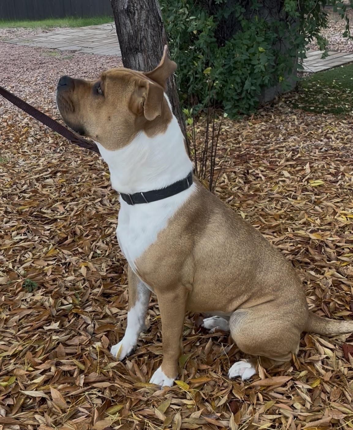 Enlarge Sunflower, a ADOPTABLE mixed breed in Payson, AZ image 3/4