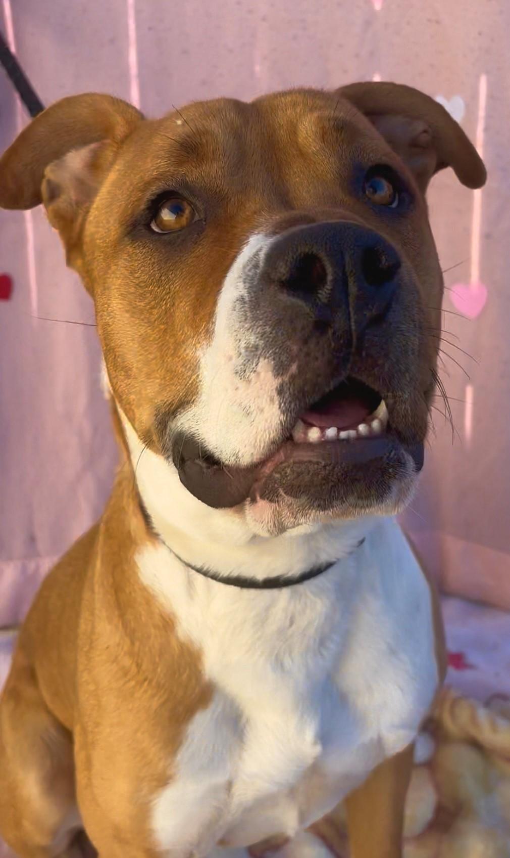 Enlarge Sunflower, a ADOPTABLE mixed breed in Payson, AZ image 2/4