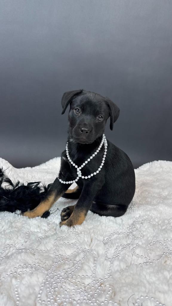 Enlarge Percent, a Adoptable mixed breed in Phoenix, AZ image 1/4