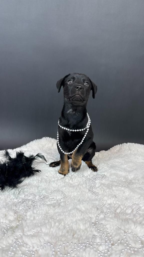 Enlarge Percent, a Adoptable mixed breed in Phoenix, AZ image 2/4