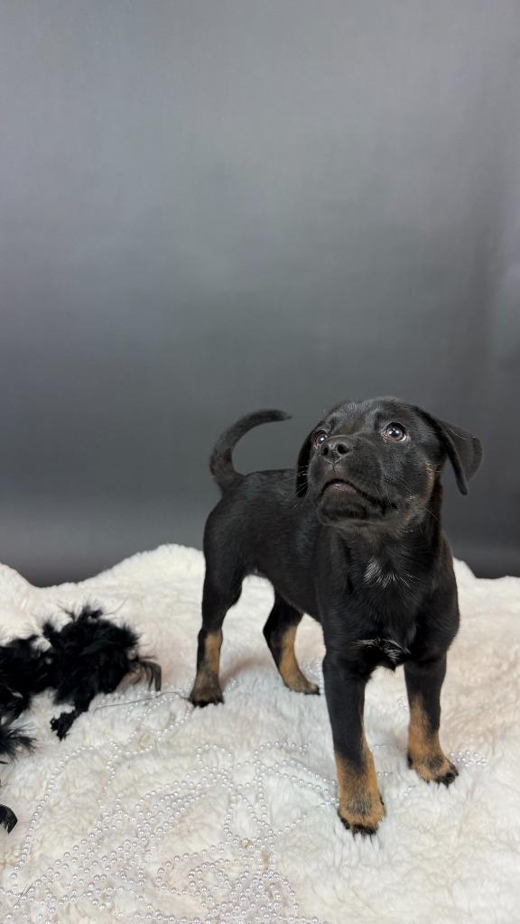Enlarge Percent, a Adoptable mixed breed in Phoenix, AZ image 3/4