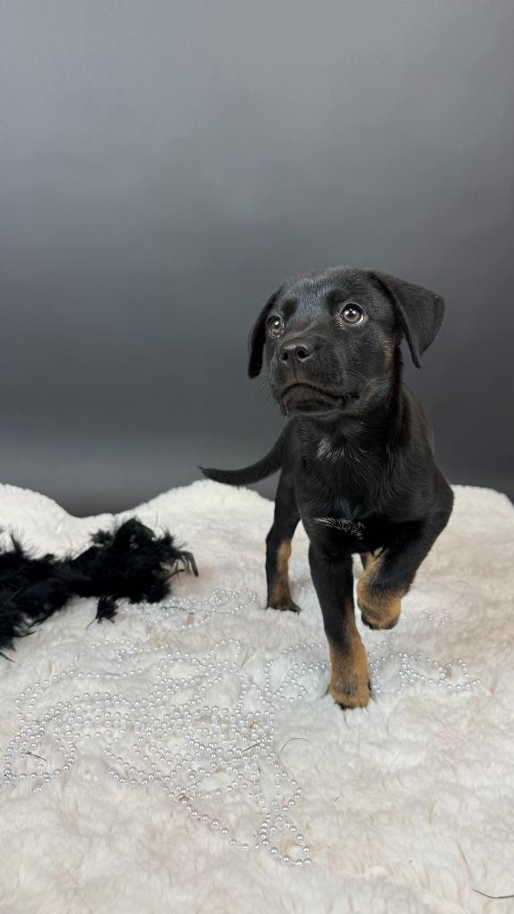 Enlarge Percent, a Adoptable mixed breed in Phoenix, AZ image 4/4