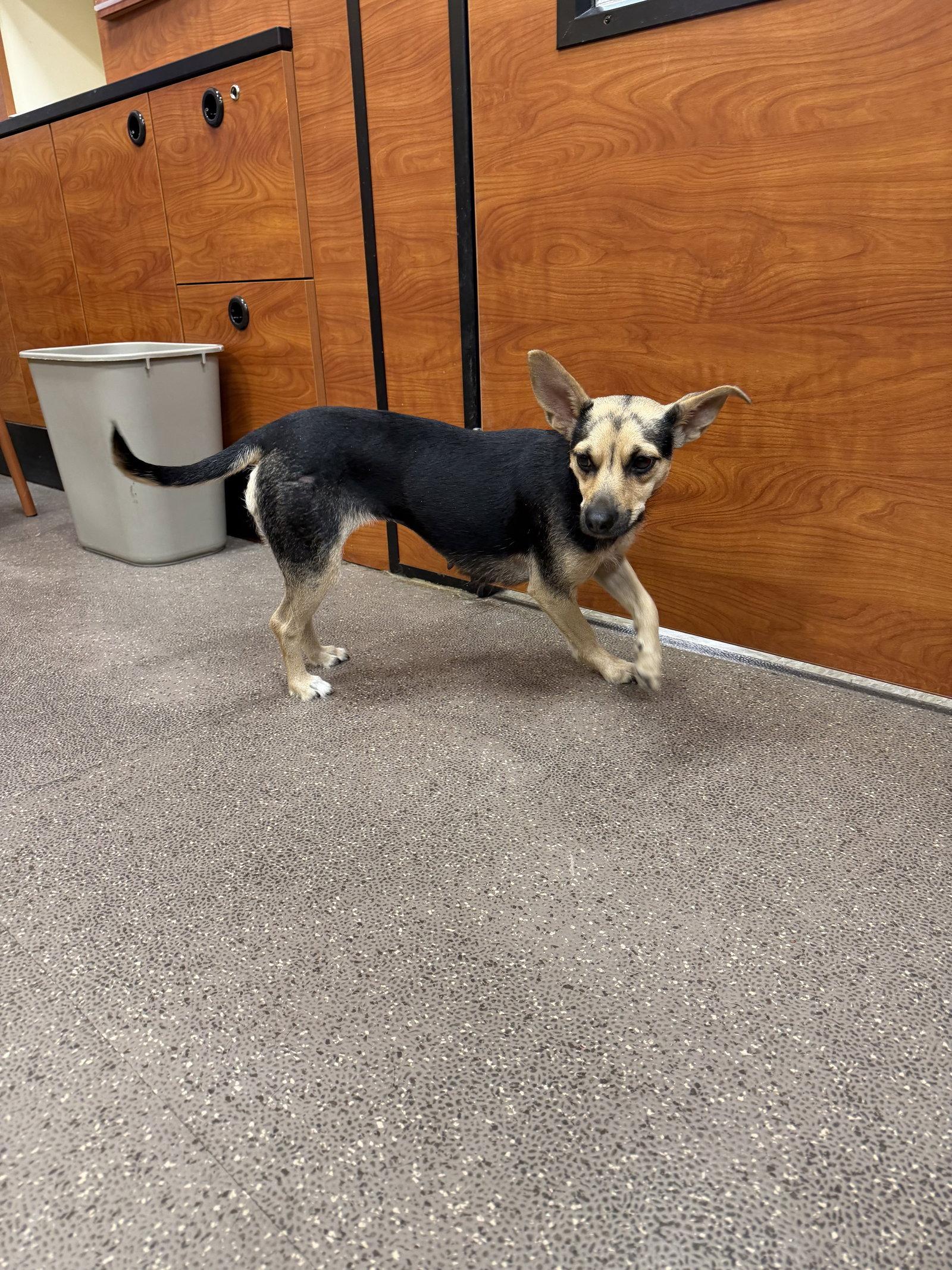 Margo, Adopted, Adult Female Rat Terrier & Chihuahua.
