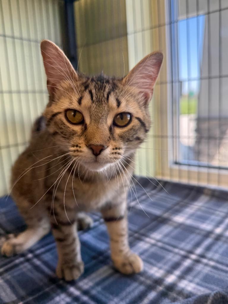 Cherise, Adoptable, Kitten Female Domestic Short Hair.