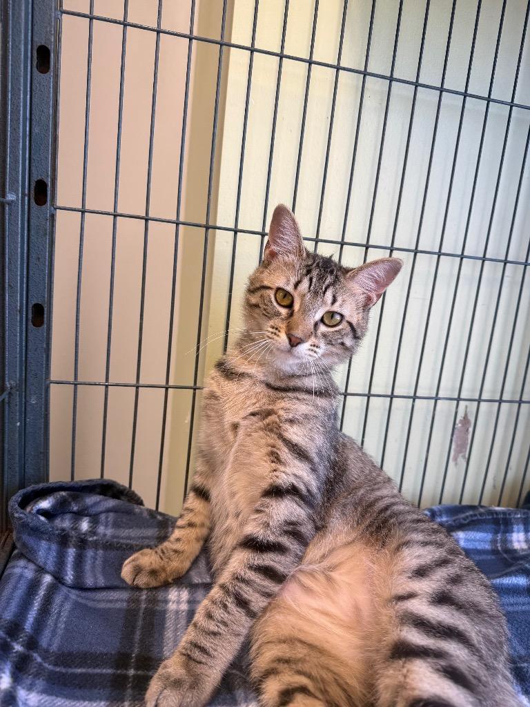 Enlarge Cherise, a Adoptable mixed breed in Auburn, IN image 2/5