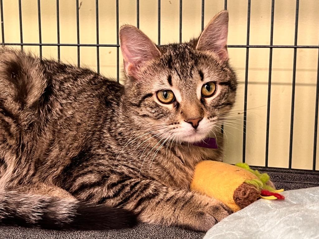 Cherise, Adoptable, Kitten Female Domestic Short Hair.