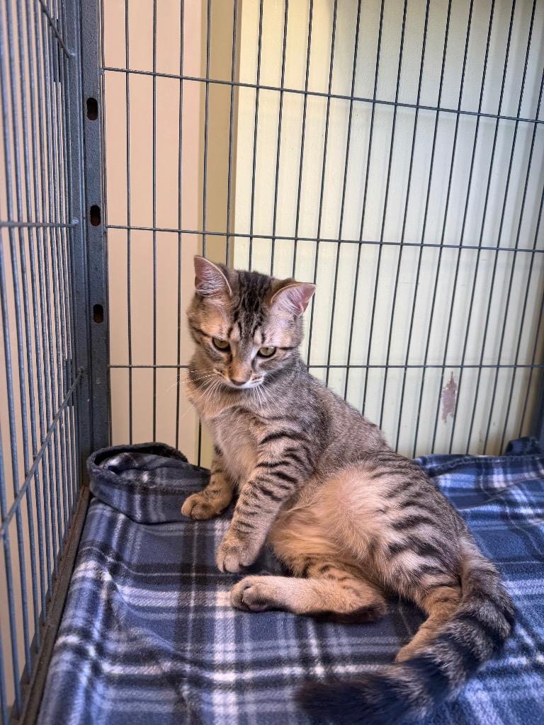 Enlarge Cherise, a Adoptable mixed breed in Auburn, IN image 4/5