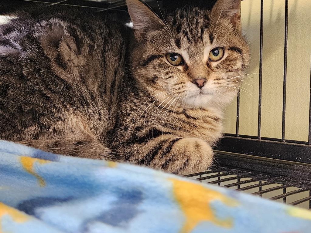 Cherise, Adoptable, Kitten Female Domestic Short Hair.