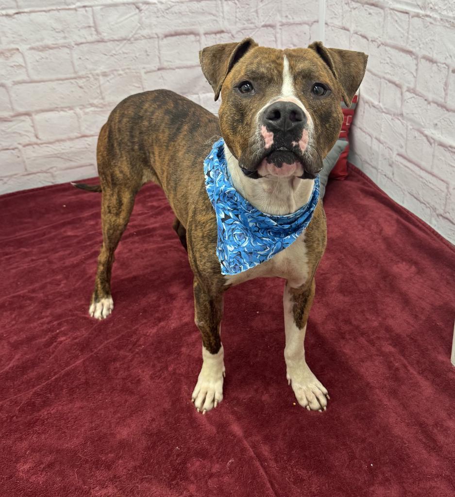 Tom Hardy, Adoptable, Adult Male Mixed Breed.