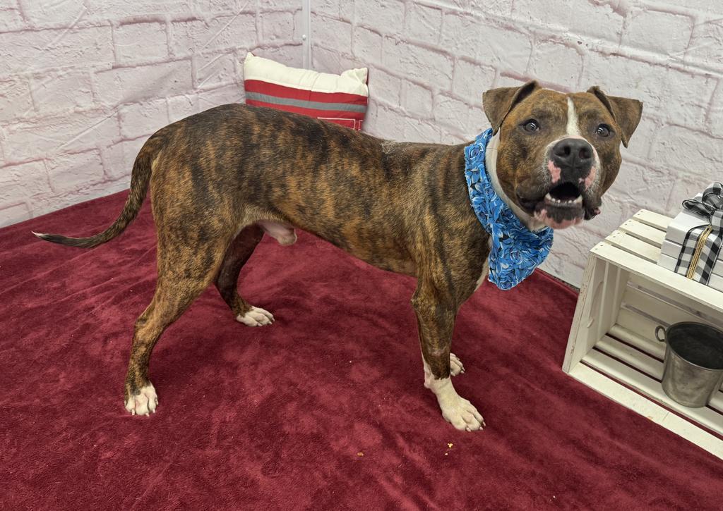 Enlarge Tom Hardy, a Adoptable mixed breed in Detroit, MI image 2/6