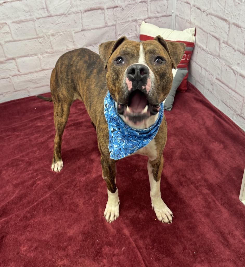 Enlarge Tom Hardy, a Adoptable mixed breed in Detroit, MI image 3/6