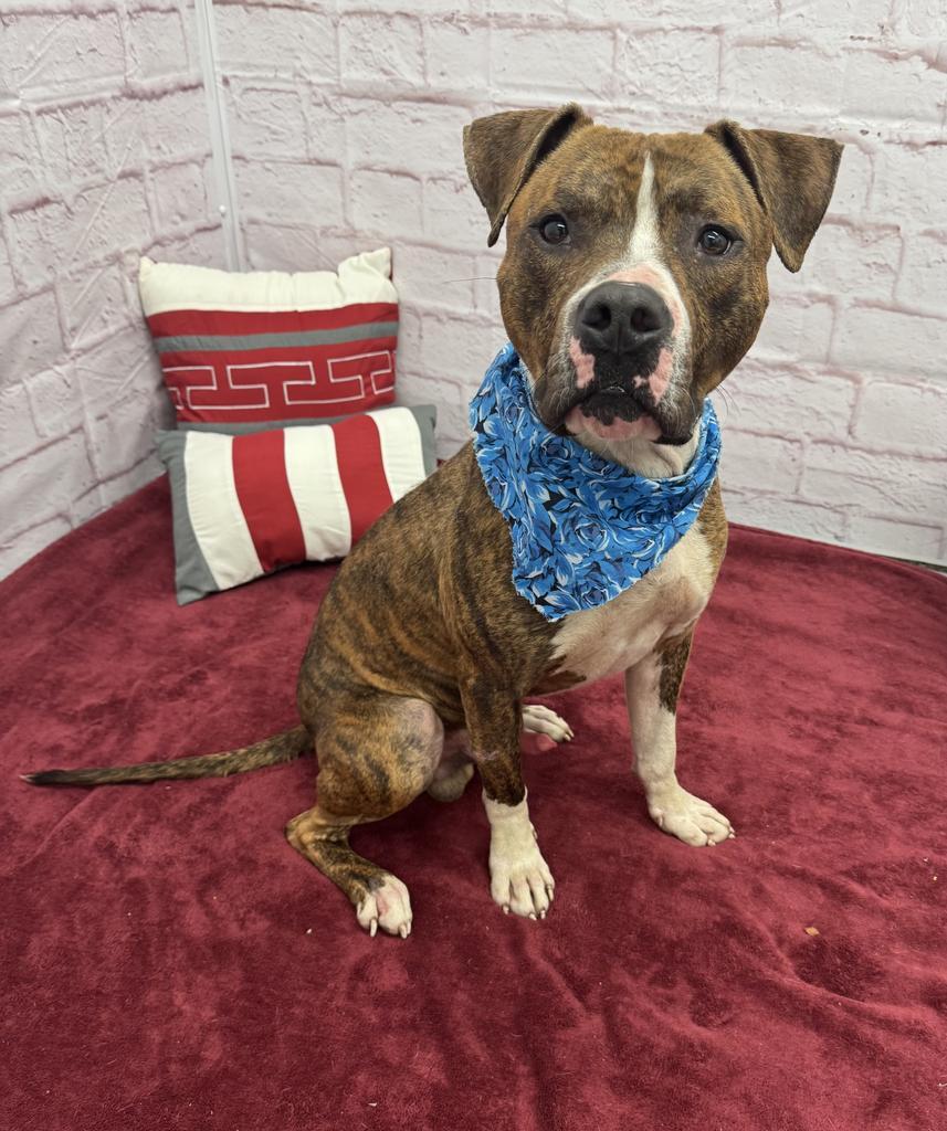 Enlarge Tom Hardy, a Adoptable mixed breed in Detroit, MI image 6/6