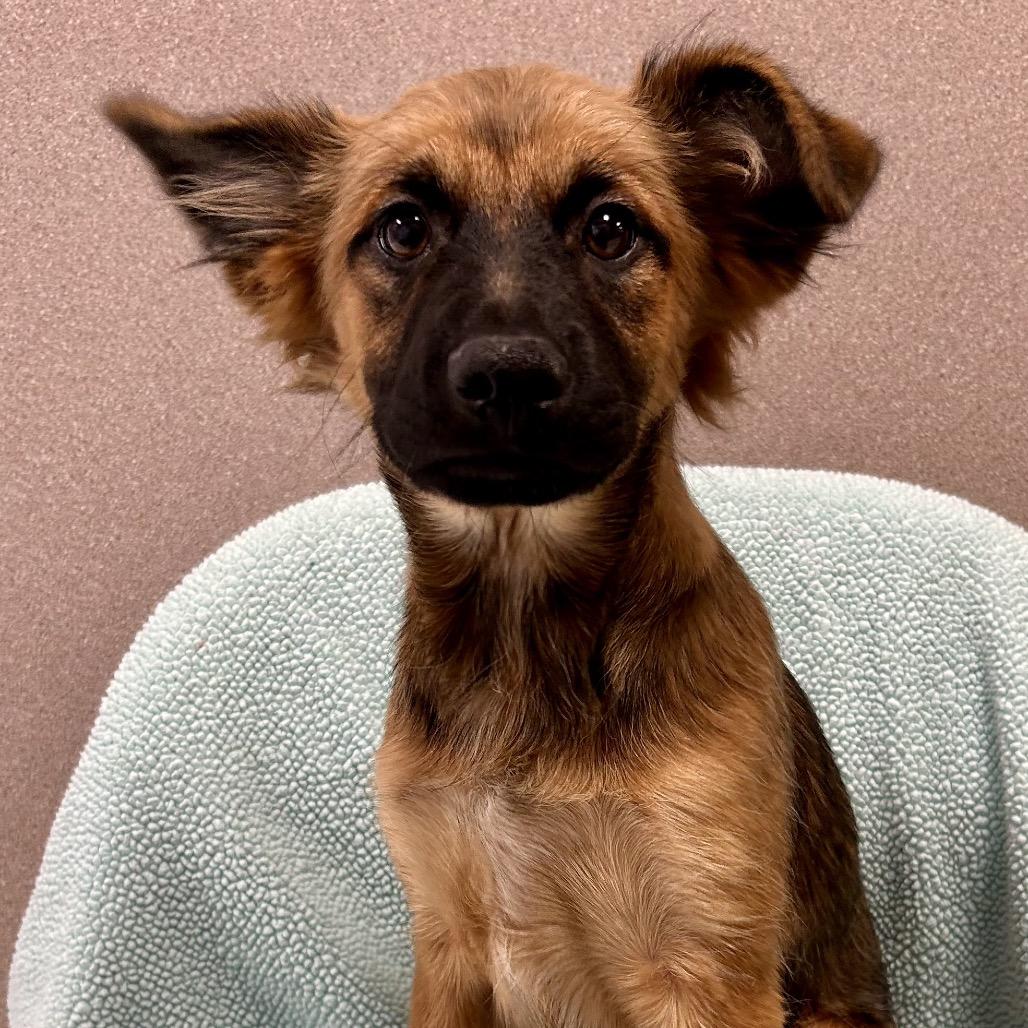 Enlarge Teddy(Bur), a Adoptable mixed breed in St Joseph, MO image 1/1