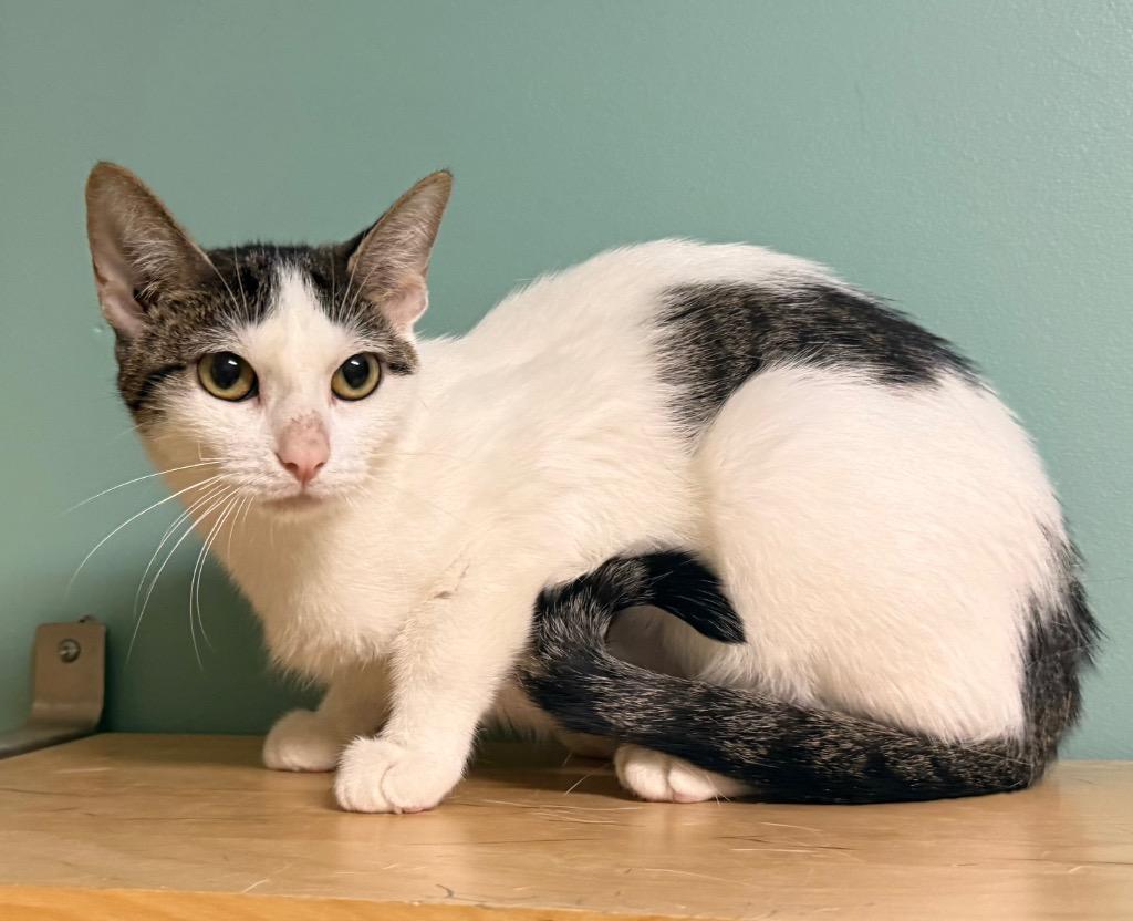 Lucie, a ADOPTABLE Domestic Short Hair in Amery, WI image 3/3