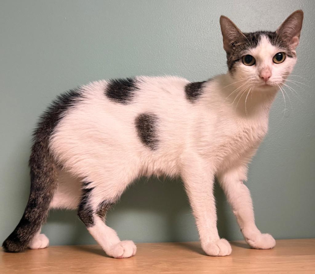 Lucie, a ADOPTABLE Domestic Short Hair in Amery, WI image 2/3