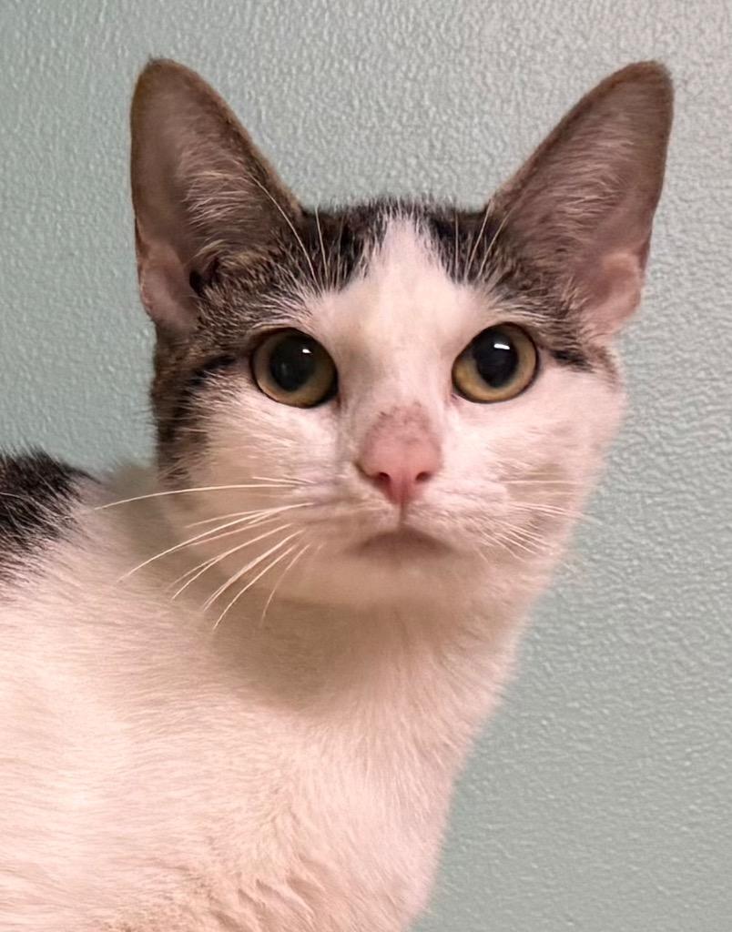 Lucie, a ADOPTABLE Domestic Short Hair in Amery, WI image 1/3