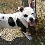 Potato, a Adoptable mixed breed in Long Beach, WA image 4/5