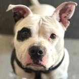 Potato, a Adoptable mixed breed in Long Beach, WA image 3/5