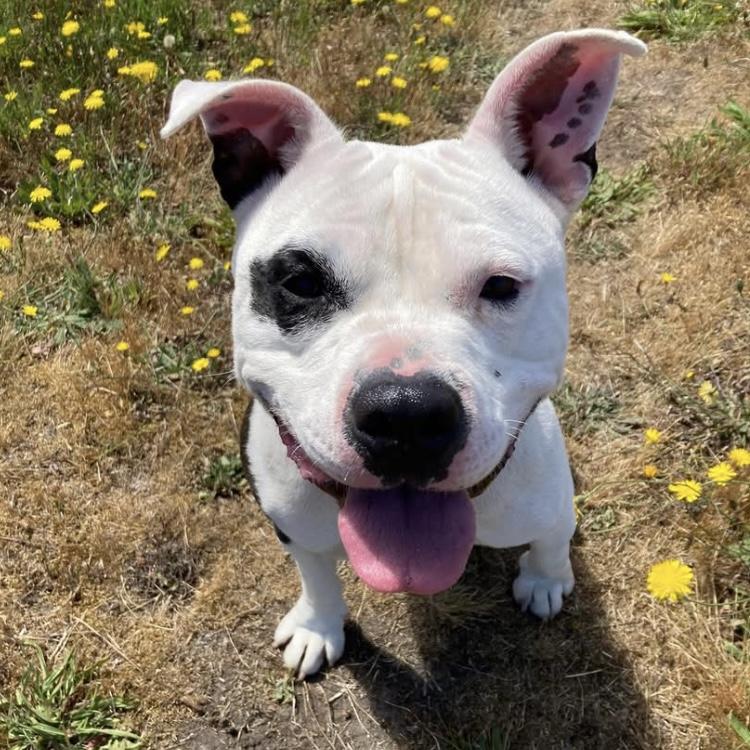 Potato, Adoptable, Young Male Pit Bull Terrier.