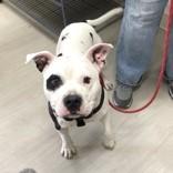 Potato, a Adoptable mixed breed in Long Beach, WA image 5/5