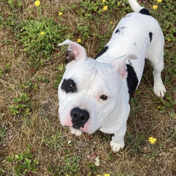 Potato, a Adoptable mixed breed in Long Beach, WA image 2/5