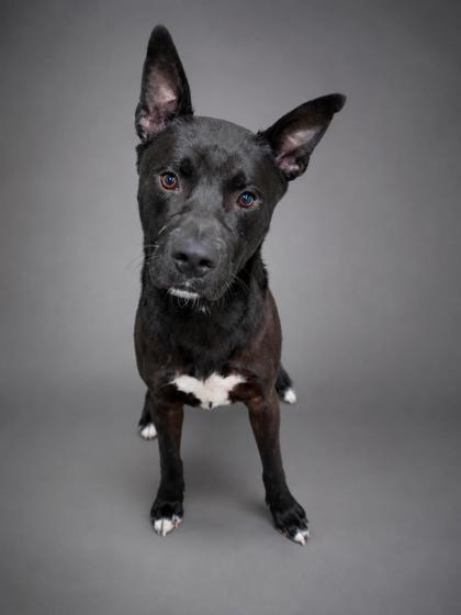 Draco, a Adoptable mixed breed in Bowling Green, KY image 1/3
