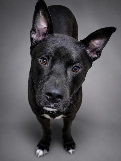 Draco, a Adoptable mixed breed in Bowling Green, KY image 2/3