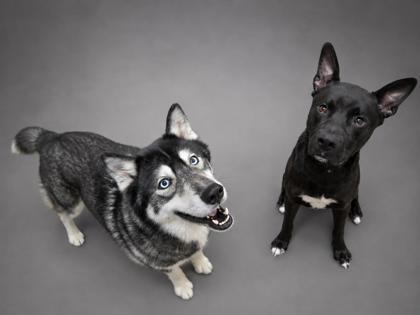 Draco, a Adoptable mixed breed in Bowling Green, KY image 3/3