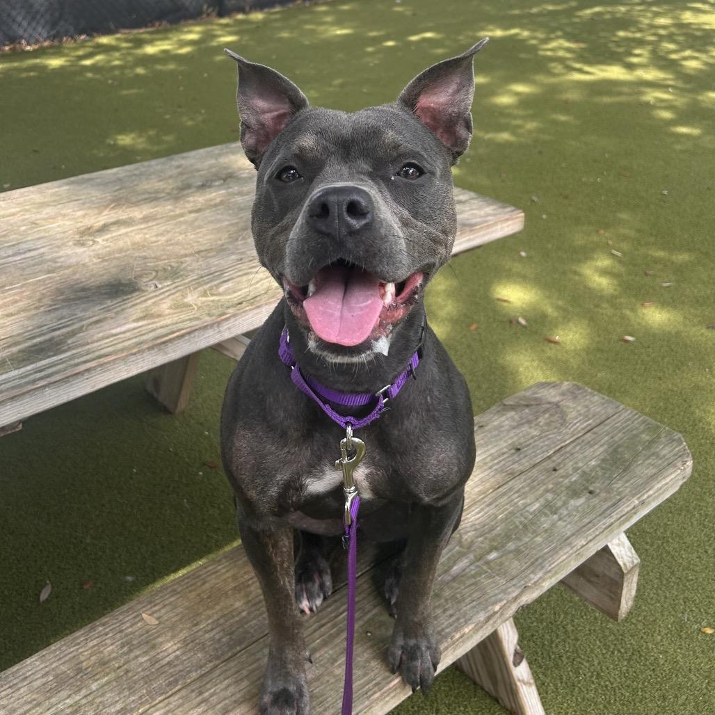 Hazel, Adoptable, Young Female Mixed Breed.