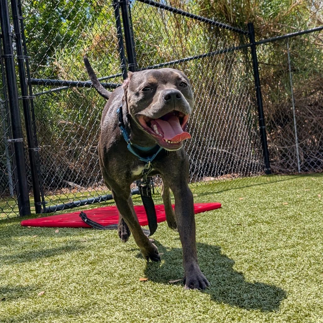 Hazel, a Adoptable Mixed Breed in Sarasota, FL image 2/6