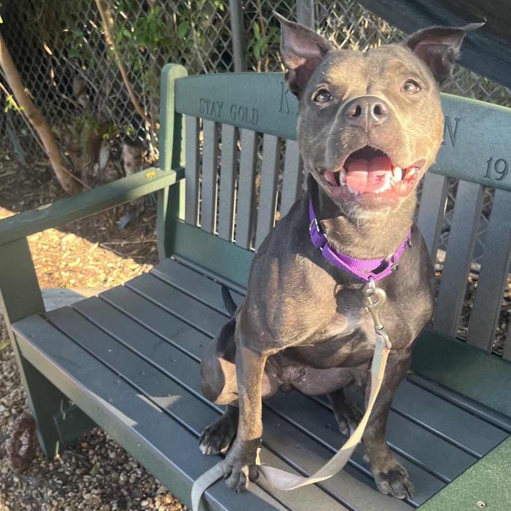 Enlarge Hazel, a Adoptable Mixed Breed in Sarasota, FL image 3/6