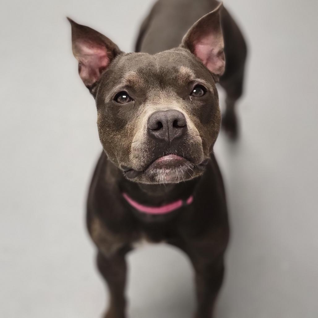 Hazel, a Adoptable Mixed Breed in Sarasota, FL image 3/6