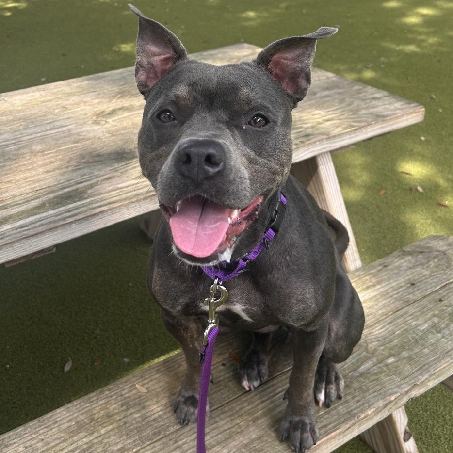 Hazel, a Adoptable Mixed Breed in Sarasota, FL image 4/6