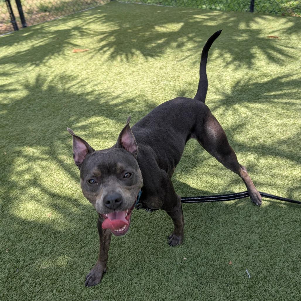 Hazel, a Adoptable Mixed Breed in Sarasota, FL image 5/6