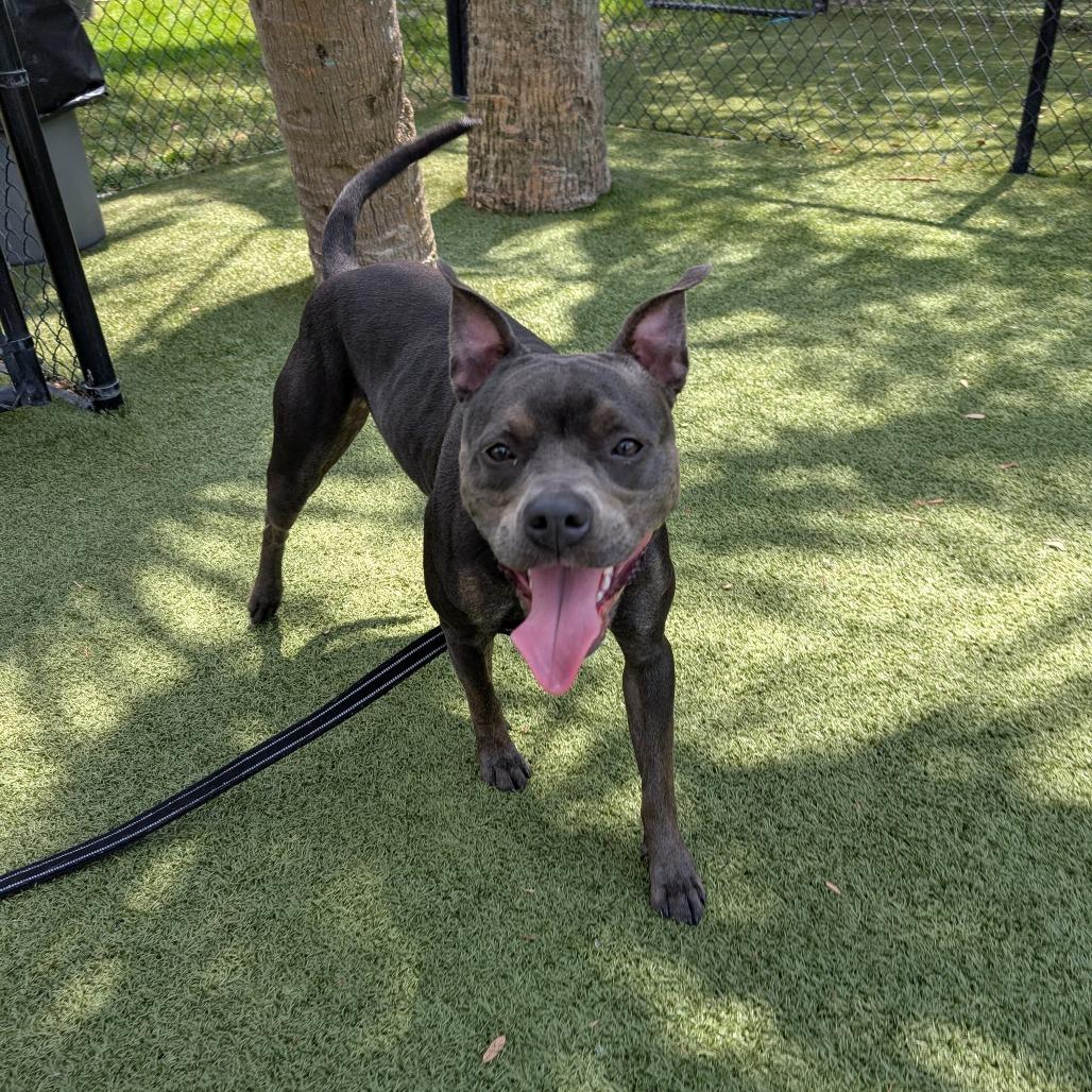 Hazel, a Adoptable Mixed Breed in Sarasota, FL image 6/6