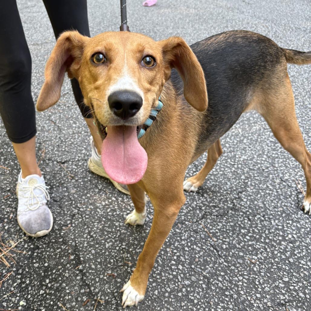 Lyra, Adoptable, Adult Female Mixed Breed.