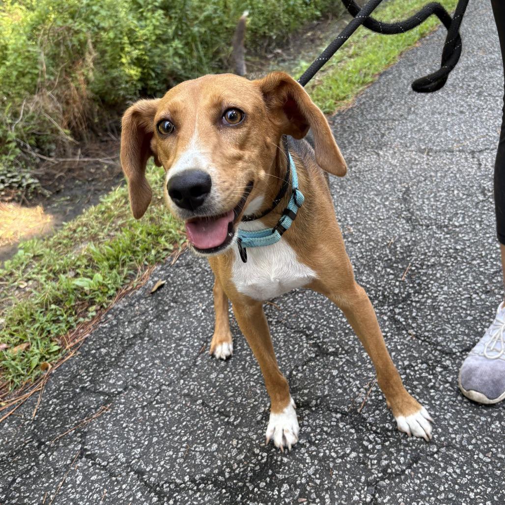 Enlarge Lyra, a Adoptable Mixed Breed in Summerville, SC image 3/5