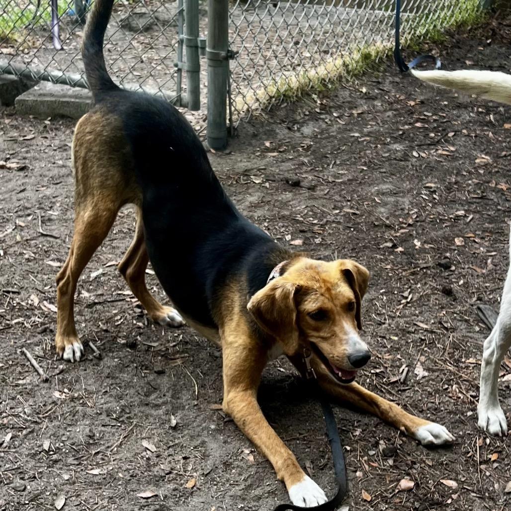 Enlarge Lyra, a Adoptable Mixed Breed in Summerville, SC image 4/5