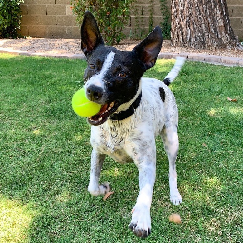 Lacy, a Adoptable mixed breed in Phoenix, AZ image 6/6