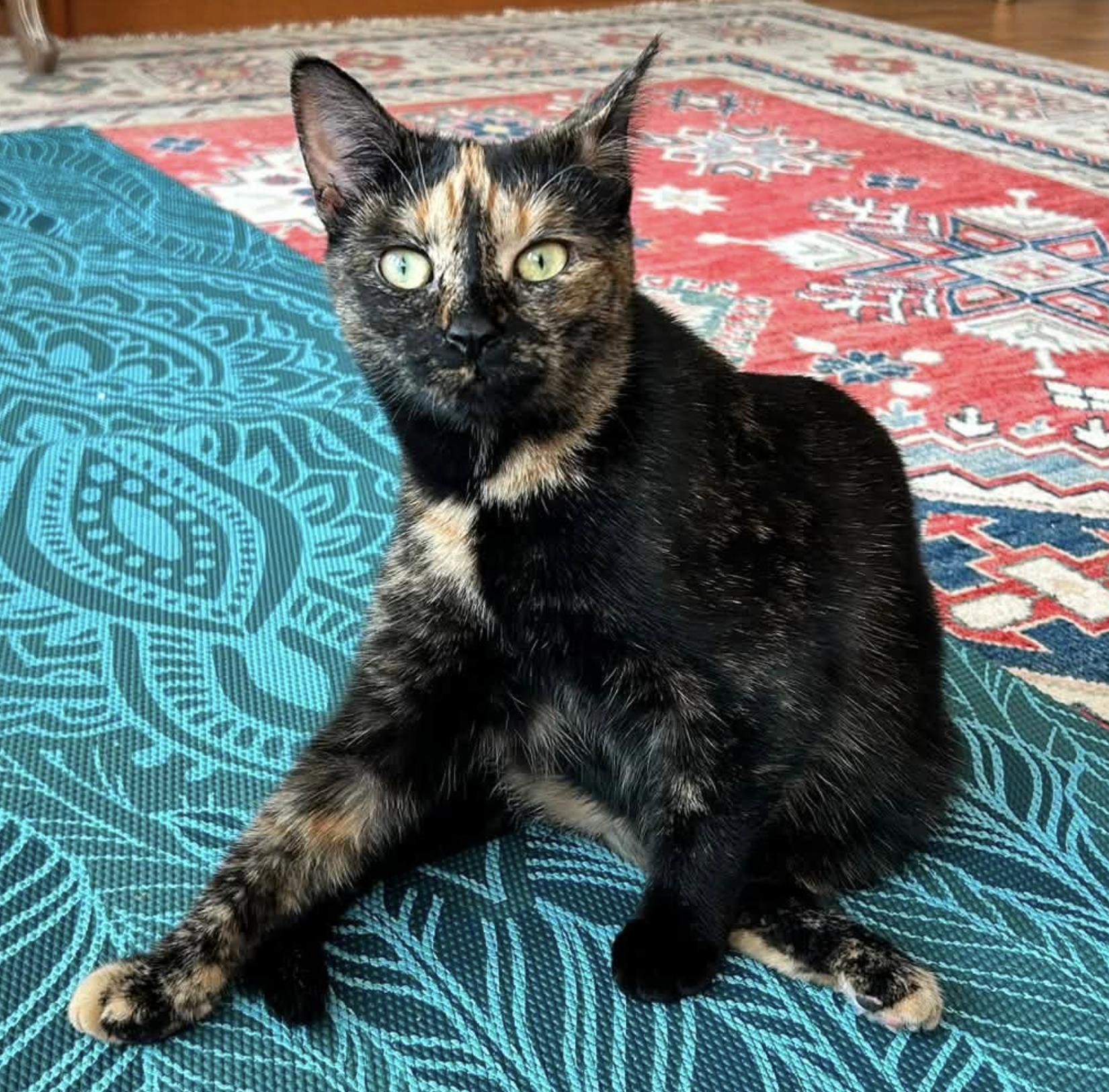 Enlarge Charlotte, a Adopted Tortoiseshell in Verdun, QC image 2/4
