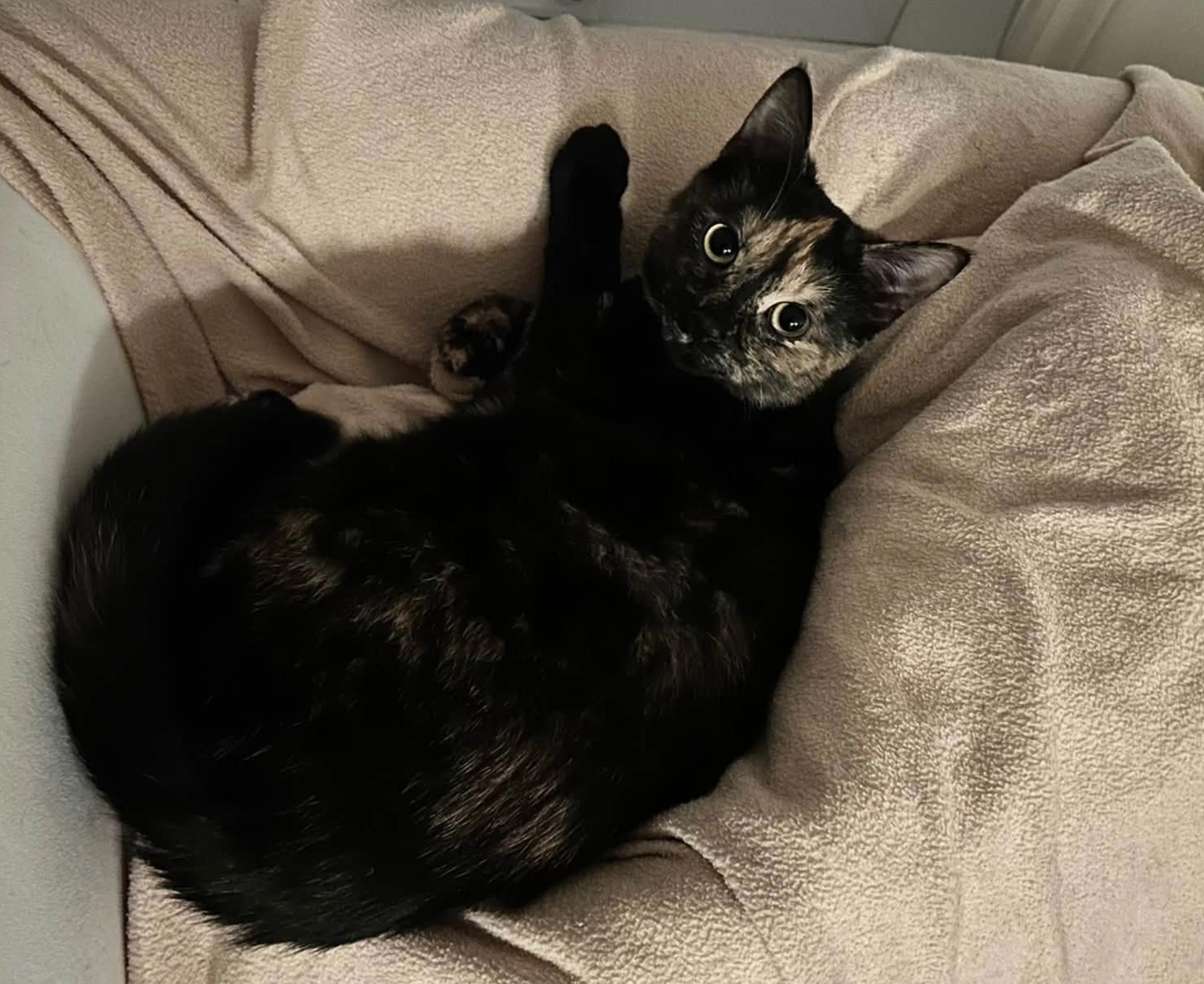 Enlarge Charlotte, a Adopted Tortoiseshell in Verdun, QC image 4/4