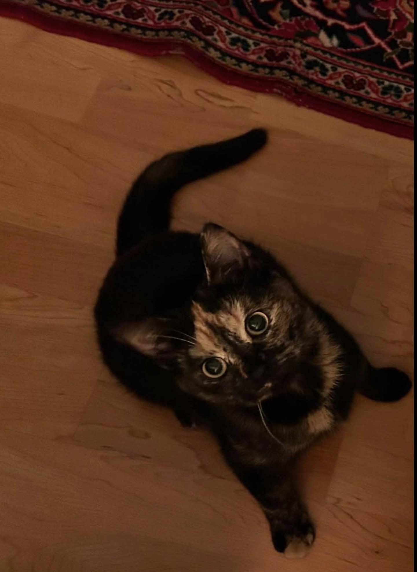Enlarge Charlotte, a Adopted Tortoiseshell in Verdun, QC image 3/4