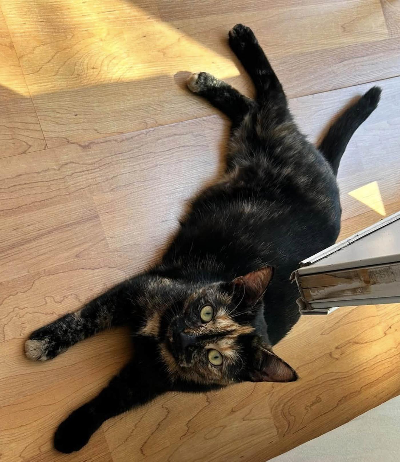Enlarge Charlotte, a Adopted Tortoiseshell in Verdun, QC image 1/4